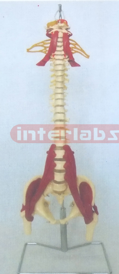 BIG MULTIFUNCTIONAL VERTEBRAE SYNTHESIS DEMONSTRATION MODEL